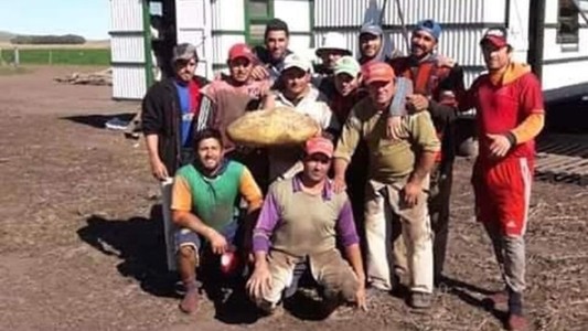 Sorpresa en Tandil: encontraron una papa gigante de 20 kilos
