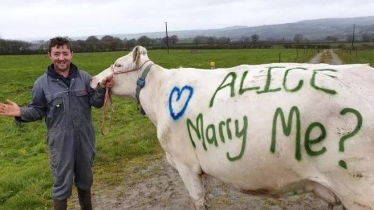 Otro anticipo de Los Simpsons: le pidió matrimonio a su novia con una vaca pintada
