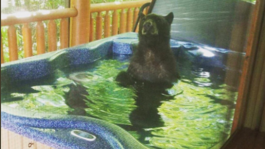 Estaban de vacaciones y descubrieron a un oso metido en su jacuzzi: las fotos son geniales