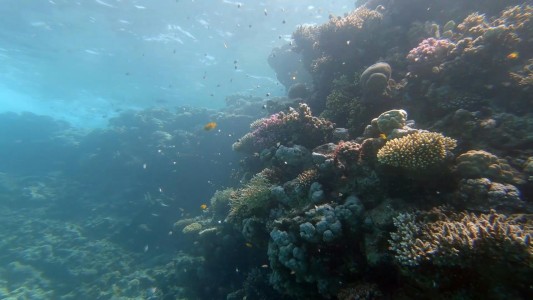 El turismo amenaza los corales del Mar Rojo