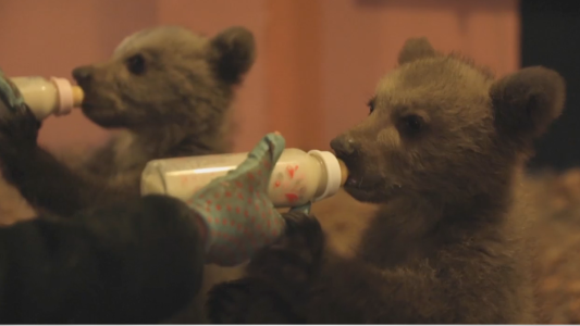 El feliz regreso a casa de Bradley y Cooper