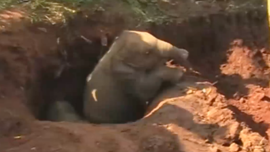Elefantecitos rescatados de un pozo