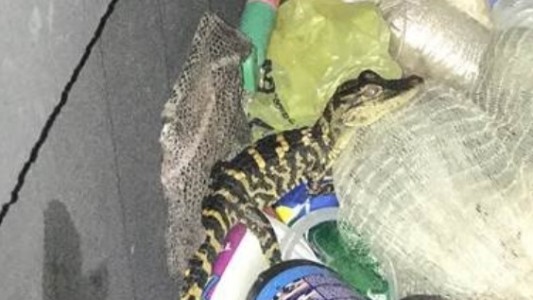 Sorpresa en un control de rutina: llevaba un caimán vivo en el pantalón
