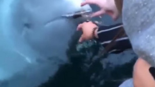 Video viral: la "ballena decente" que devolvió un Iphone que se le había caído al mar a una mujer