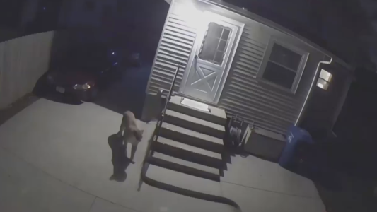 Me parece que escuché a un lindo gatito...