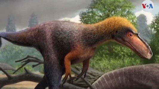 Descubren un pariente diminuto del Tiranosaurio Rex
