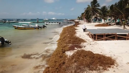 Pérdidas millonarias por la presencia de algas en México