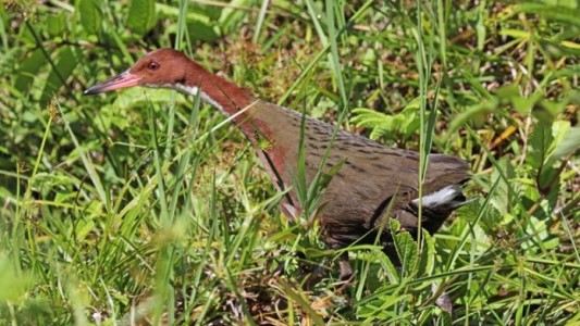 El pájaro que renació de las cenizas: se había extinguido hace 136 mil años y reapareció en una isla desierta