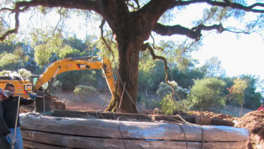 Deberán pagar casi 600.000 dólares por matar un árbol de 180 años