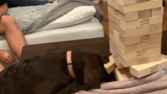 La historia de Remy, la perra que se luce jugando al jenga