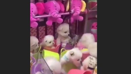 Indignación por máquina de peluches que entrega cachorros vivos