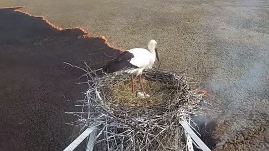 Video: monitorearon un incendio forestal desde el nido de una cigüeña