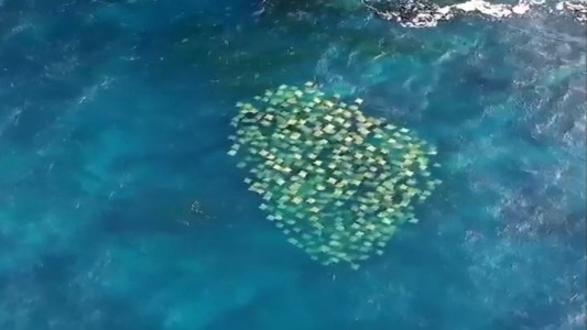 Increíble cardumen de mantarrayas en Australia