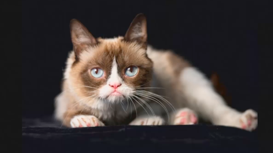 Adiós a la gata más famosa de internet
