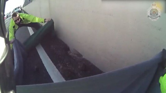 Operativo policial para rescatar siete patitos