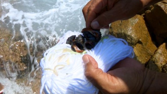 Artesanos pintan sus prendas con tinta de caracol