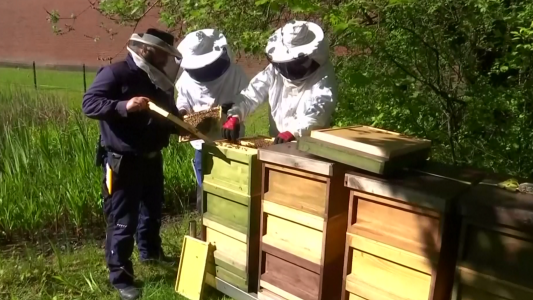 Presos alemanes producen miel en la cárcel