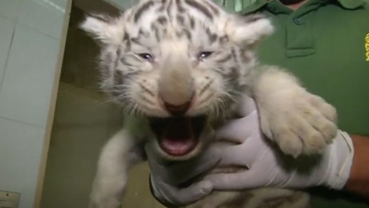 Tres tigres se hacen un chequeo