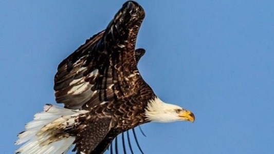 Naturaleza viral: la impactante foto de un águila sobre el agua