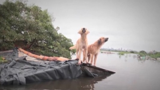 Periodistas rescatan mascotas en medio de la inundación