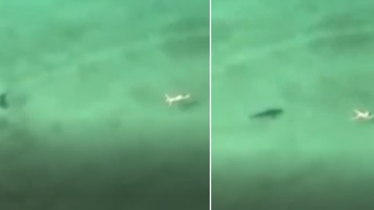 Dramático video: la persecución de un tiburón a una nadadora