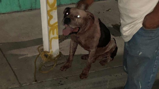 Un pitbull mató a un ladrón que había entrado a robar a la casa de sus dueños