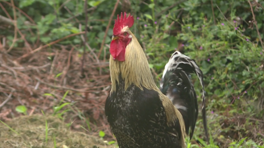 Insólito: le hacen juicio a un gallo por ruidos molestos