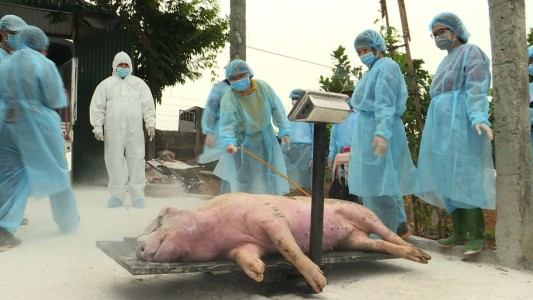 Epidemia de fiebre porcina causa estragos en Asia