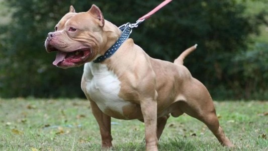 Polvorines: los pitbulls que atacaron al ladrón no serán sacrificados