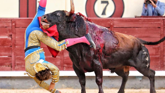 Impactante: un toro corneó a un torero y su vida corre peligro