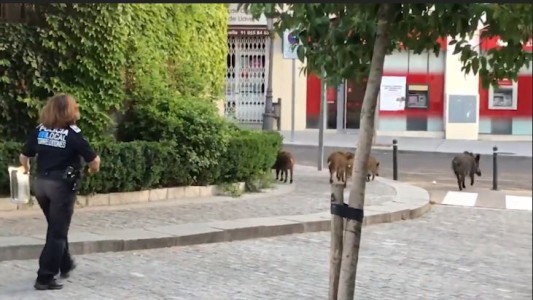La policía española combate a los peligrosos jabalíes
