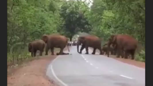 Triste cortejo fúnebre de elefantes para una cría muerta