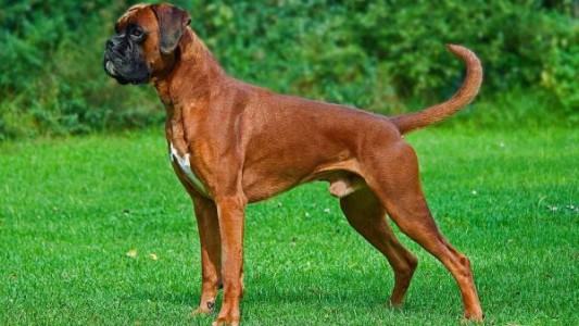 Denunció a un vecino por abusar sexualmente de su perra: le provocó una infección en la vagina