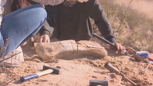 Alumnos encontraron restos fósiles de un dinosaurio en la universidad