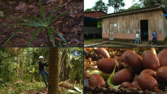 Perú busca proteger la biodiversidad de la Amazonía