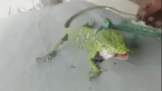 Indignación con jóvenes que le dieron marihuana a un reptil