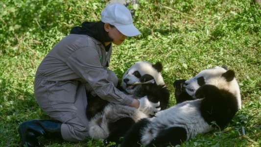 Dos pandas gemelos, una promesa para la supervivencia de la especie