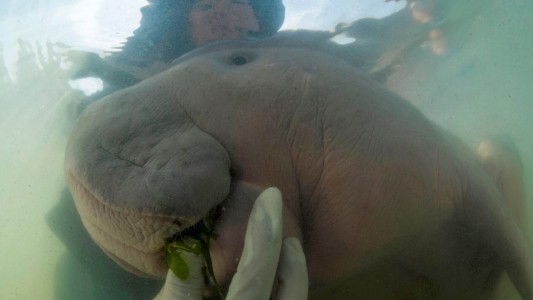 Foto conmovedora: la cría de dugongo que se encariñó con sus cuidadores humanos
