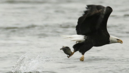 Video: el águila que nada como una persona en un lago de Estados Unidos