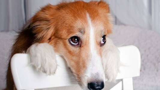 Científicos descifran la mirada enternecedora de los perros