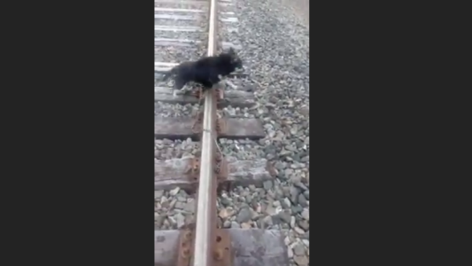 Maquinista detuvo su tren para liberar a un perro atado a la vía