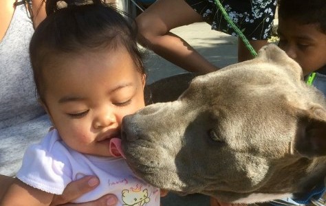 Sasha, la perra pitbull que salvó a un bebé de un incendio arrastrándola del pañal