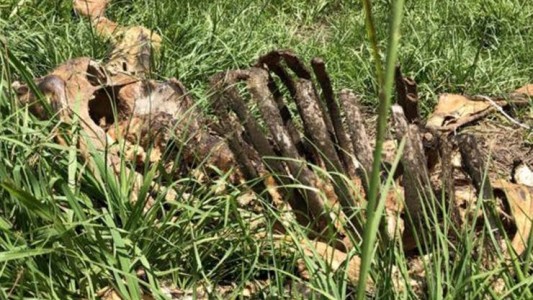 Granjas de cadáveres, el lugar donde el olor a muerte hace llorar los ojos