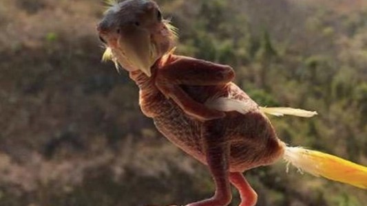 El caso de "Blondie", el pájaro al que no le crecen las plumas