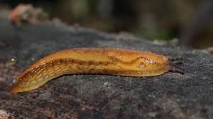 Por una babosa, decenas de trenes quedaron varados en Japón