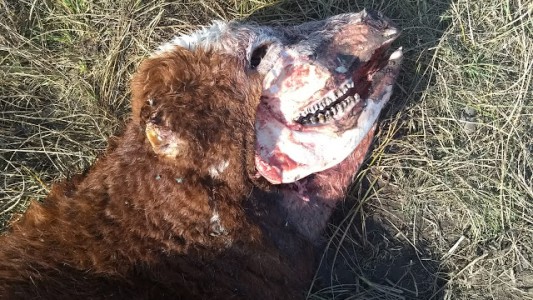 ¿El Chupacabras? Misterio por casos de vacas mutiladas en Bordenave