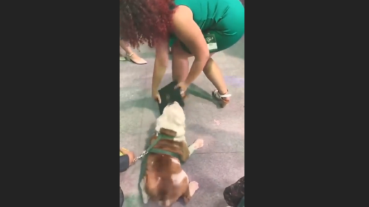Se recibió, quiso sacarse una foto con el perro y la mascota le comió el diploma
