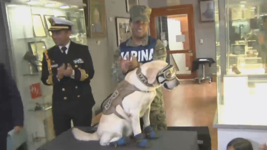 La jubilación de una rescatista de raza