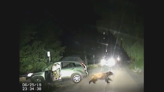 ¡Peligro: oso al volante!