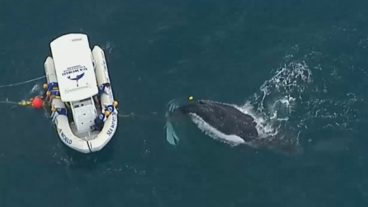 Ballena atrapada en una red contra tiburones